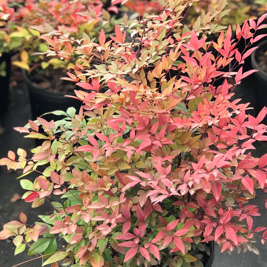 Heavenly Bamboo Nandina domestica from Saunders Brothers Inc
