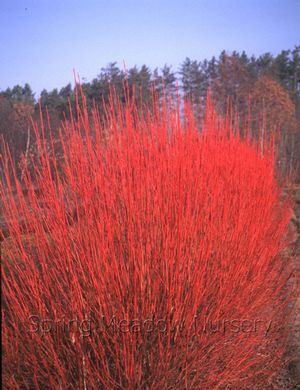 cornus sericea cardinal