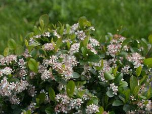 Aronia melanocarpa