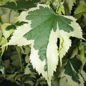 Abutilon x hybridum 'Savitzii'