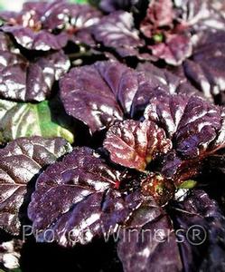Ajuga reptans 'Black Scallop'