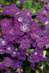 Aubrieta Madly&trade; Blue Violet
