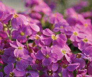 Aubrieta Madly™ Magenta