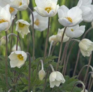 Anemone sylvestris