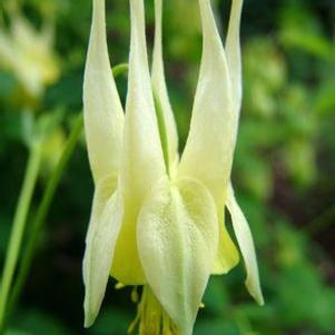 Aquilegia canadensis 'Corbett'
