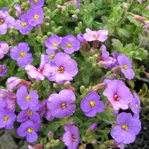 Aubrieta 'Cascade Blue'