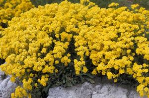 Aurinia saxatilis 'Compacta'