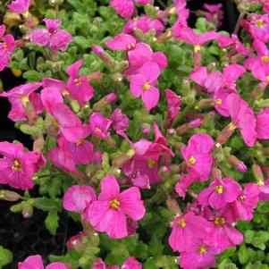 Aubrieta 'Cascade Red'
