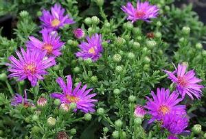 Aster x dumosus 'Wood's Purple'