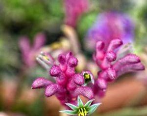 Anigozanthos Kanga&reg; Pink