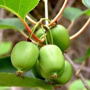 Actinidia arguta 'Issai'