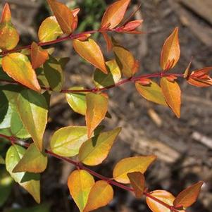 Abelia grandiflora Bronze Anniversary&trade; ('Rika1')