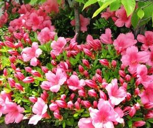 Azalea Satsuki 'Chinzan'