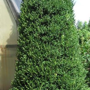 Buxus microphylla Uptight&reg; ('Robbuxupt')