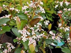 Aronia melanocarpa 'Autumn Magic'