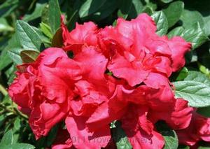 Azalea Bloom-A-Thon&trade;Red('RLH1-1P2')