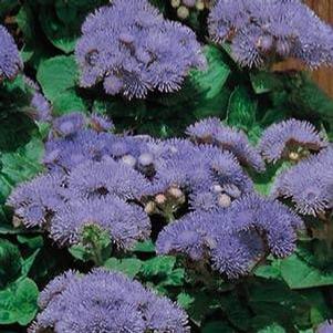 Ageratum Hawaii Blue
