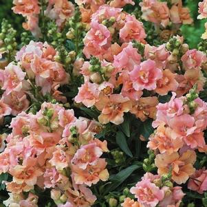 Antirrhinum 'Twinny Peach'