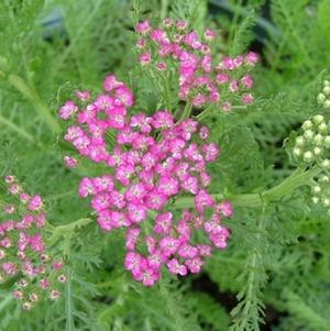 Achillea millefolium 'Oertel's Rose'
