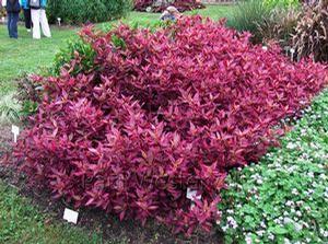 Alternathera Brazilian Red Hots