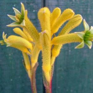 Anigozanthos Kanga&reg; Yellow