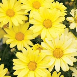 Argyranthemum frutescens Butterfly