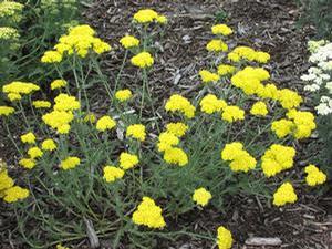 Achillea x 'Moonshine'