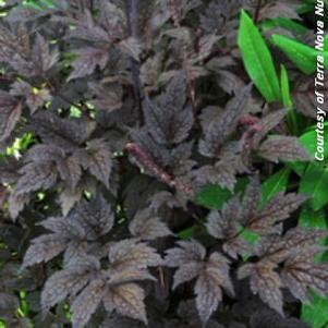 Actaea simplex 'Black Negligee'