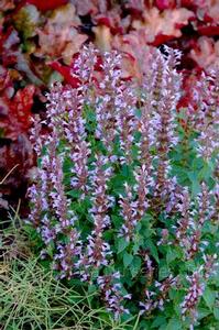 Agastache 'Summer Sky'
