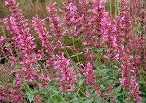 Agastache 'Summer Love'