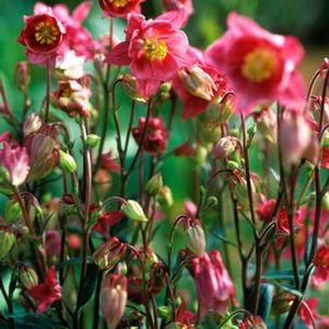 Aquilegia x hybrida 'Winky Rose-Rose'