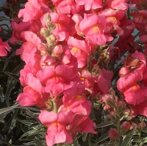 Antirrhinum 'Eternal'