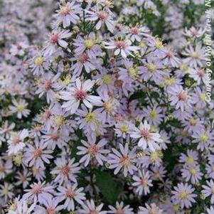 Aster cordifolius 'Avondale'