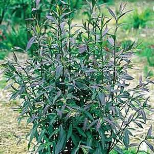Aster lateriflorus 'Lady in Black'