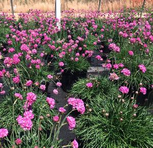 Armeria maritima 'Splendens'