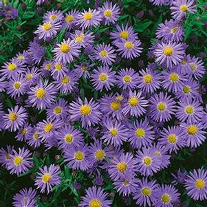 Aster x dumosus 'Professor Anton Kippenburg'