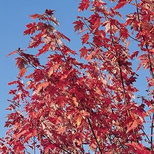 Acer rubrum Autumn Blaze&reg; 'Jeffersred'