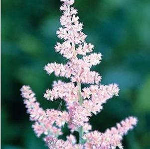 Astilbe chinensis 'Visions in Pink '