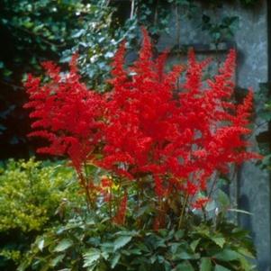 Astilbe x arendsii 'Fanal'