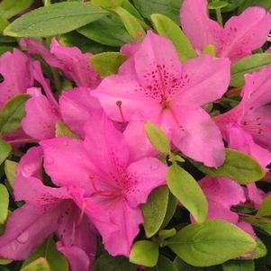 Azalea Gable 'Karen'