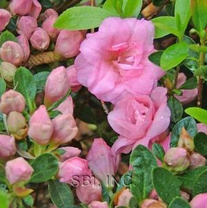 Azalea Gable 'Rosebud'