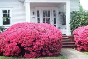 Azalea Kurume 'Hinodegiri'