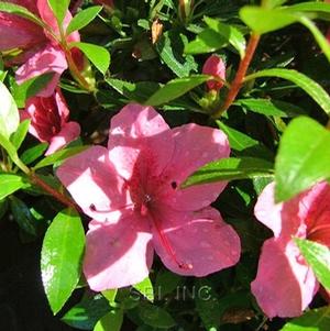 Azalea Satsuki 'Macrantha'