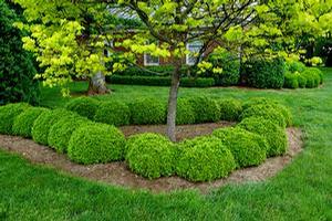 Buxus microphylla 'Green Pillow'
