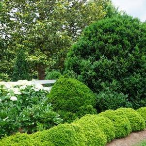 Buxus microphylla var. japonica 'Morris Midget'