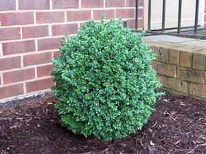Buxus sempervirens 'Jensen'