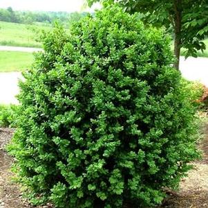 Buxus sempervirens 'Rotundifolia'