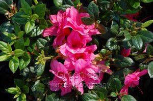 Azalea x 'Conles' Encore&reg; Autumn Empress&trade;