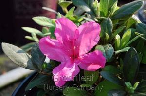 Azalea x 'Roblee' Encore&reg; Autumn Sangria&trade;