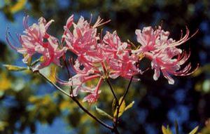 Azalea 'Rosy Pink'